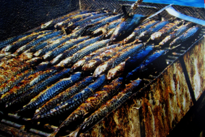 Life in the Dalmatian Way